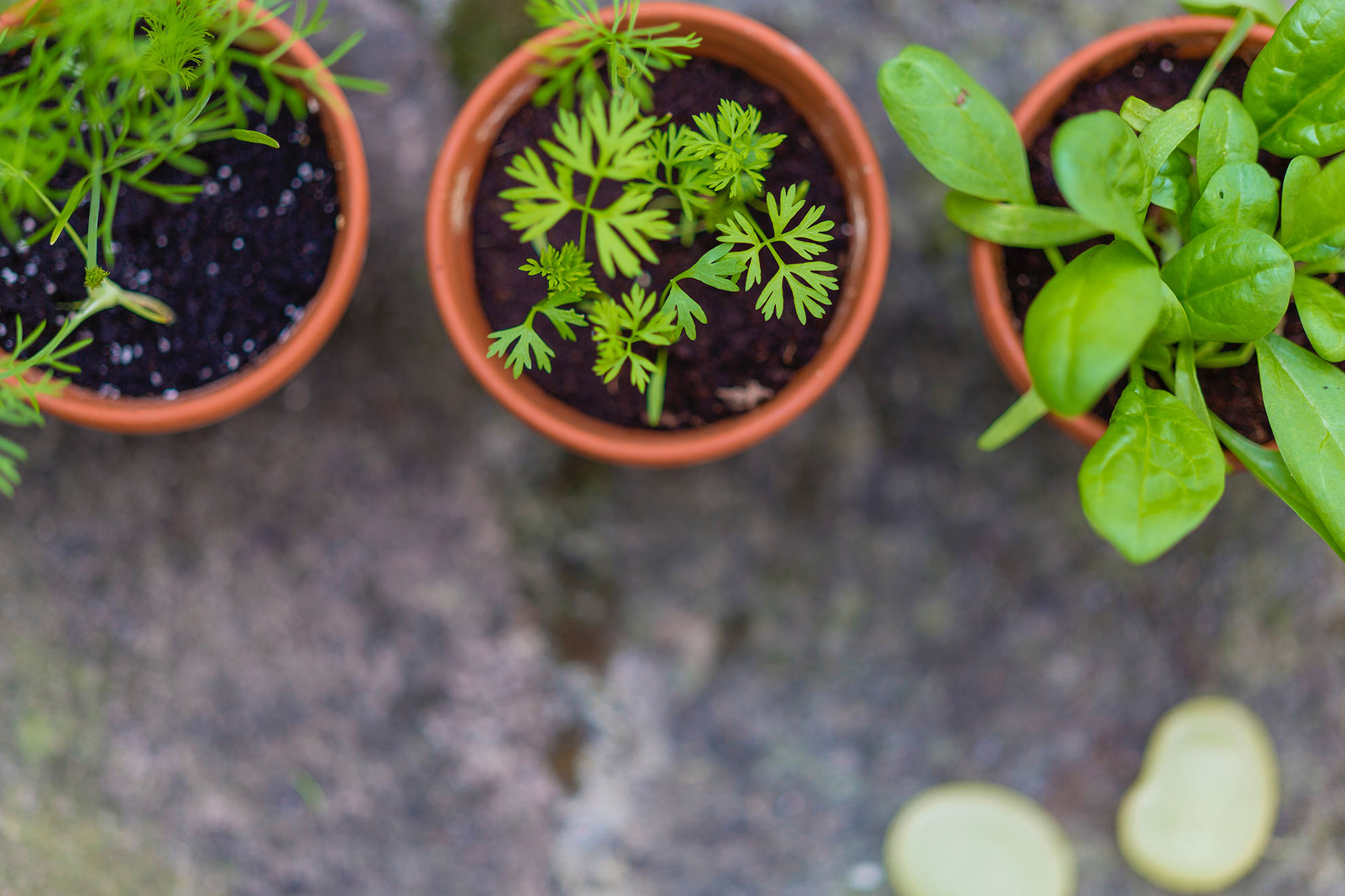 Top Culinary Herbs for Vegans to Grow (Plus 20 recipes)